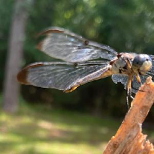 VDon Lawn, Patio, & Pool Care