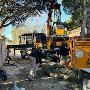 West Texas Tree Removal