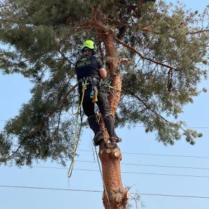 Arbor Pro Tree Service
