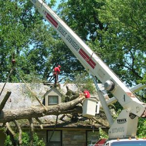 Northern Woods Tree Service