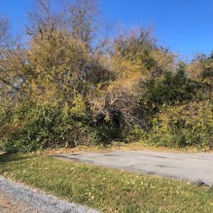 Johnson’s Tree Service