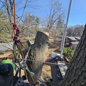 Harness Tree Solutions
