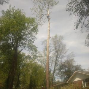 Taber tree service