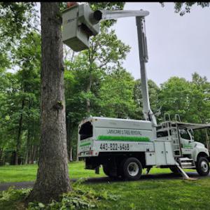 Lawncare & Trees Removal