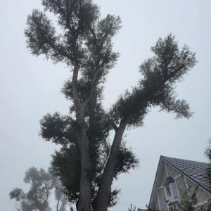 Gulf Coast Tree Specialists