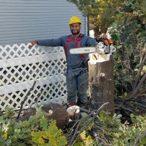 KTM Trees Expert & Landscaping