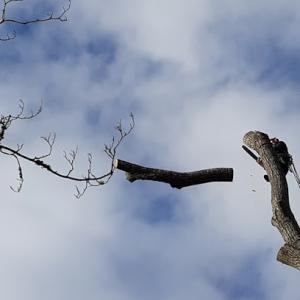 Advantage Tree Service