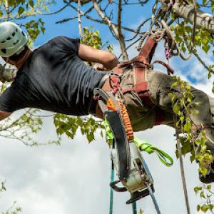 Arbortech Tree Care Services
