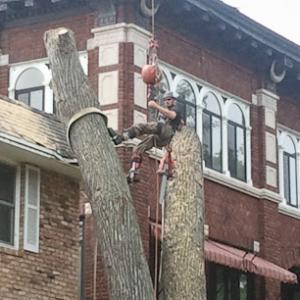 Minnesota Tree Surgeons
