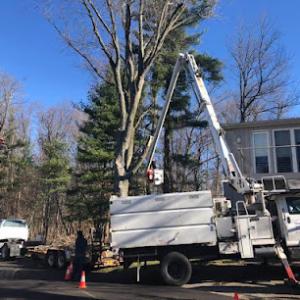 Jamie's Cut Rite Tree Service