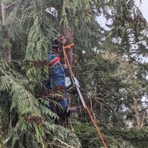 Nwfw-Tree Service
