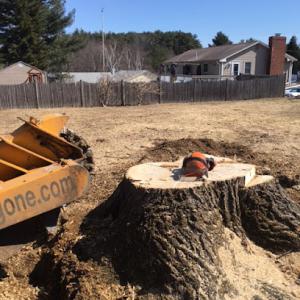 Donald Littlefield Stump Grinding