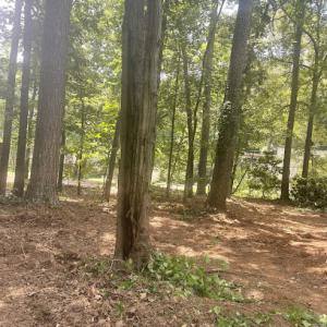 Cost-Low Tree Service