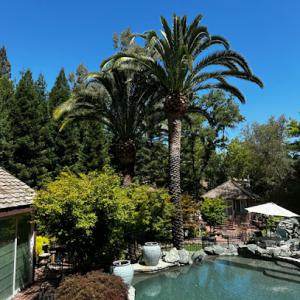 Sweet Fellers Tree Care