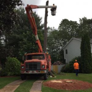 Robert Cole Tree Service