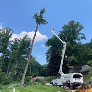 M & W Tree & landscaping