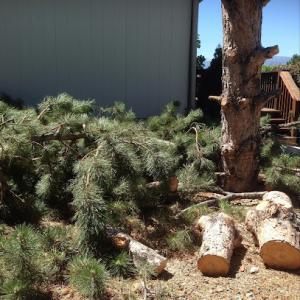 Expert Tree & Yard Service