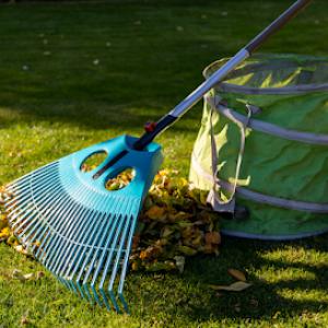 Dead Or Alive Tree Service