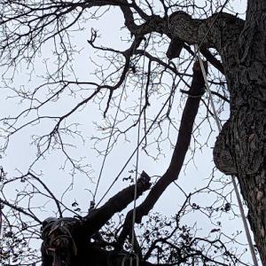 Earthworks Tree & Garden