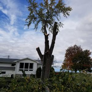 Prim & Proper Tree Service