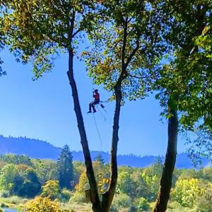 Happy Hills Tree Service