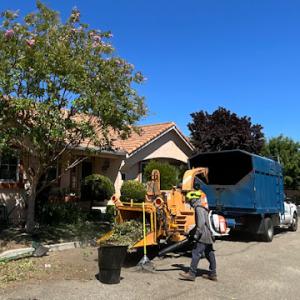 CCL Trees Services
