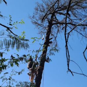 Greenville lawncare & tree trimmers