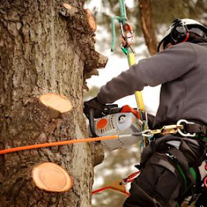 Quality Tree Service Concord