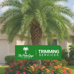 The Palm Guys of St Augustine
