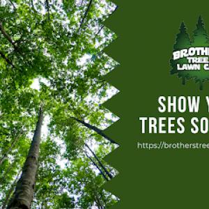 Brother's Tree Care
