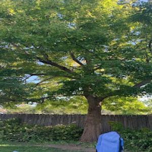 Papendieck's Tree Service