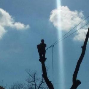 Milleson Tree Service