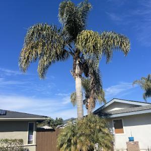 Cal-Green Landscaping & Tree Care