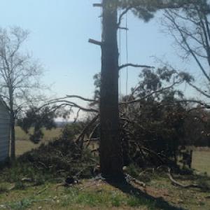 Entire Tree Services