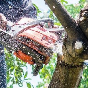 Genesis Tree Service