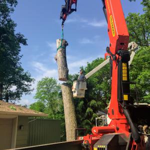 Luthman Tree Service