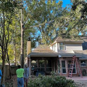 Acadian Tree & Stump Removal Service