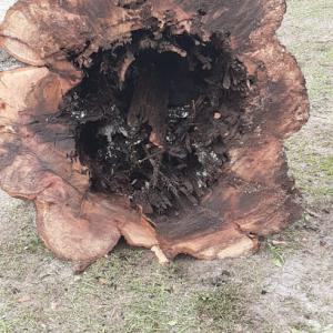 Northshore Tree Specialist