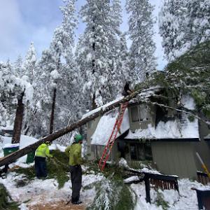 Sindelar Tree Service