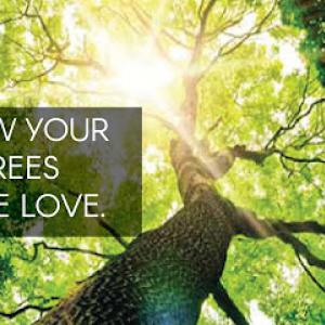 Heartwood Tree Care