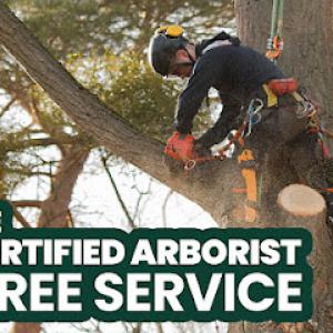 The Certified Arborist Tree Service