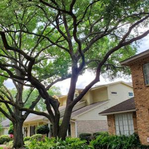 Garden Oaks Tree Service