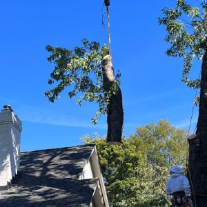 Kings Tree Services