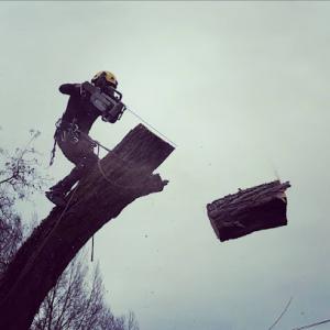 Zen Tree Services
