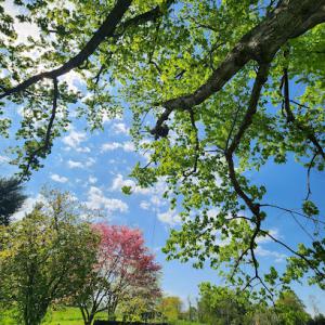 Spruce River Tree Service