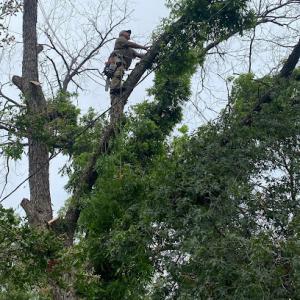 Stephenville Tree Service