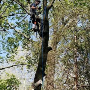Top Notch Tree Service