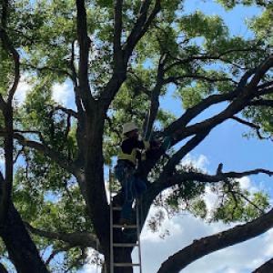 Elian's Tree Service