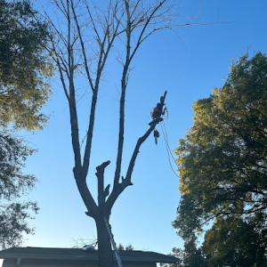 In & Out Tree Removal
