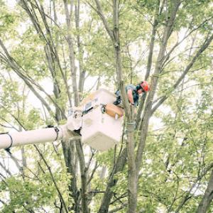 Tate's Tree Service